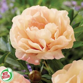 Canary Brilliant Itoh Peony Thumbnail